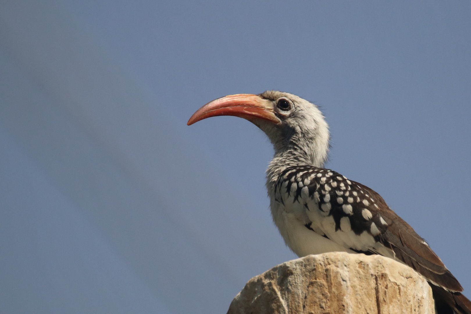 Red-billed hornbill