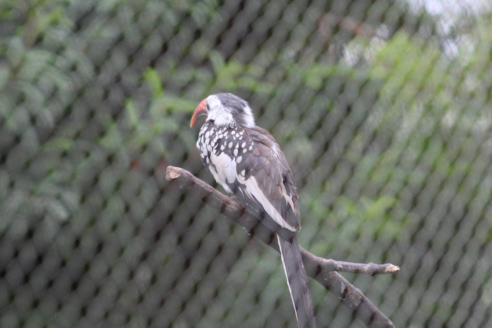 red-billed hornibll