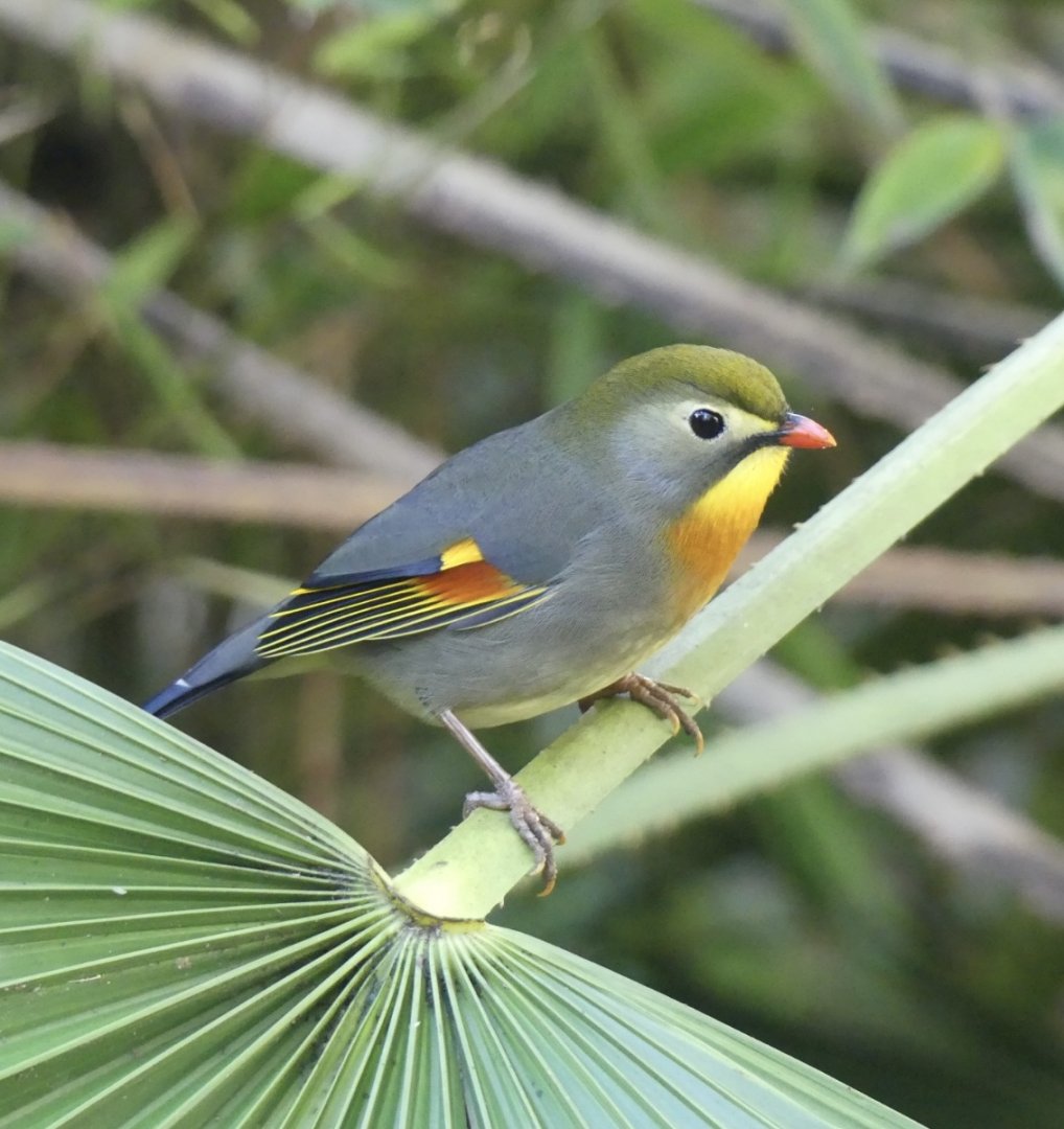 Red Billed Leiothrix - 21.10.24