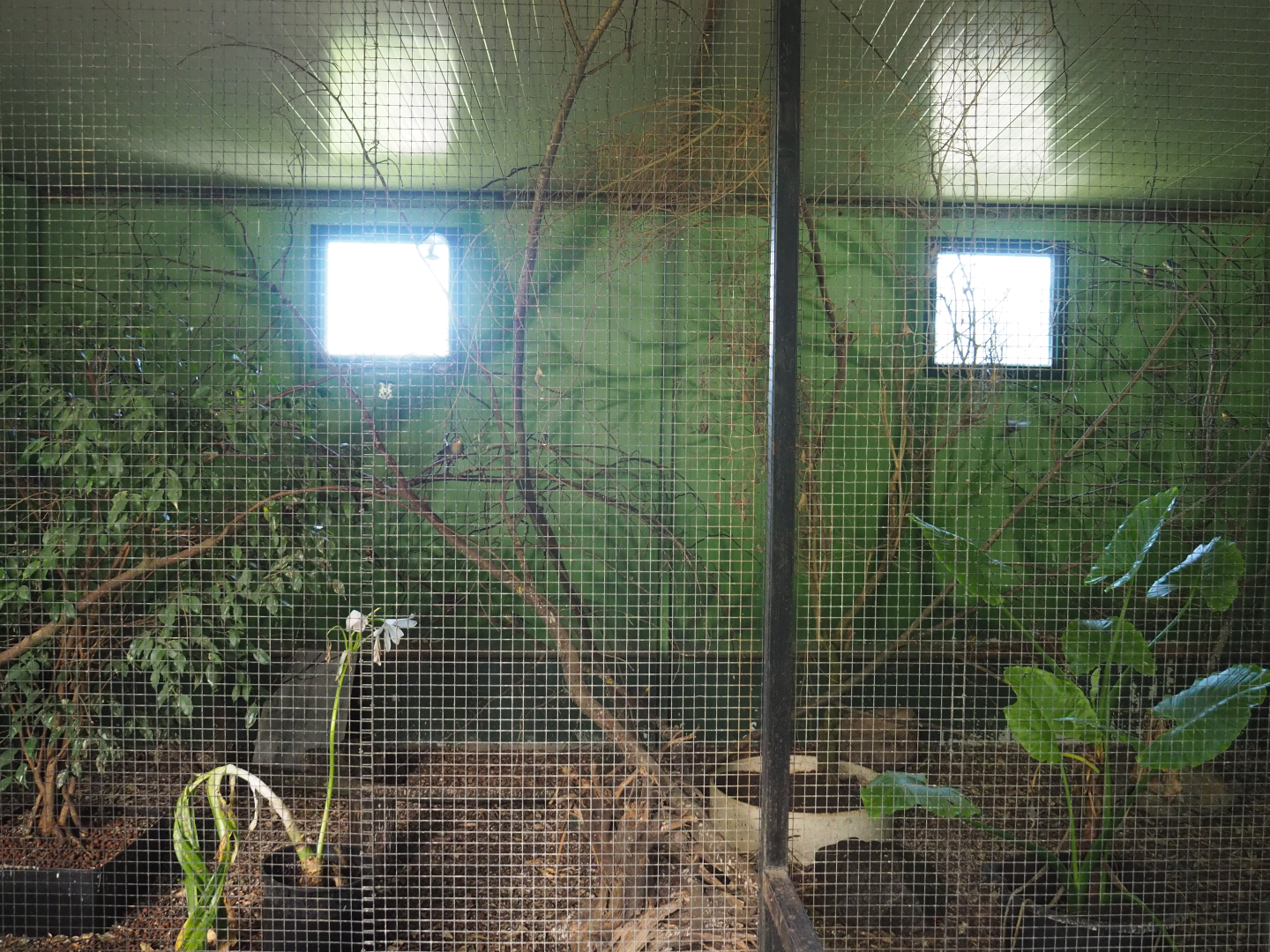 Red-billed leiothrix and Black-throated laughingthrush aviary, 2020-06-20