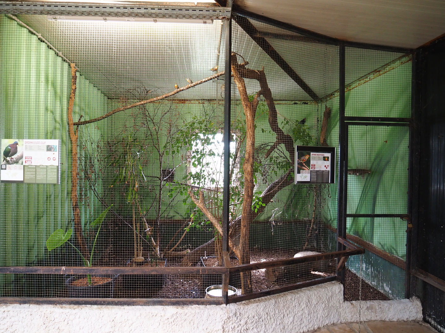 Red-billed Leiothrix and Common emerald dove aviary, 2021-06-15