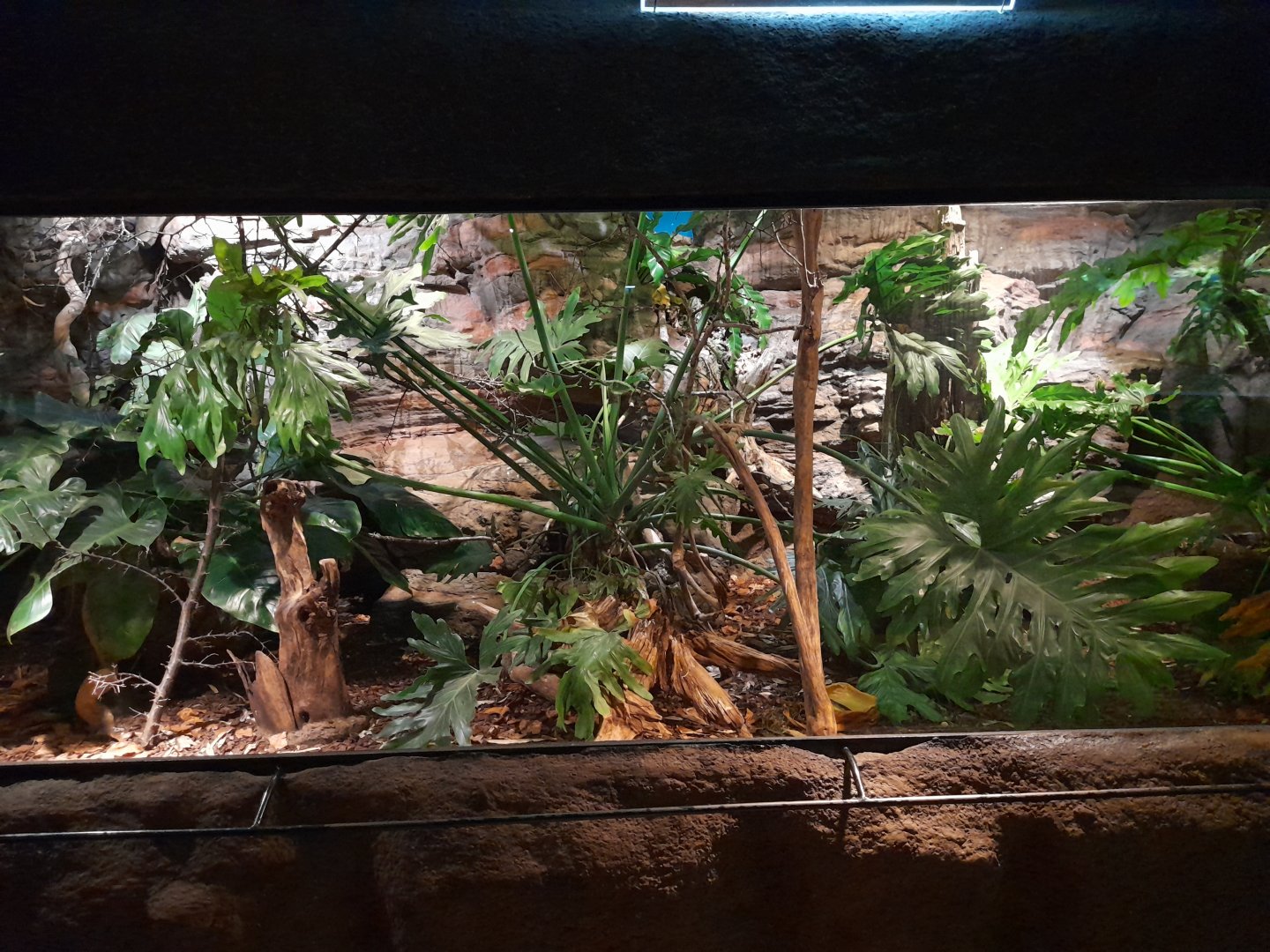 Red-billed leiothrix and King quail enclosure