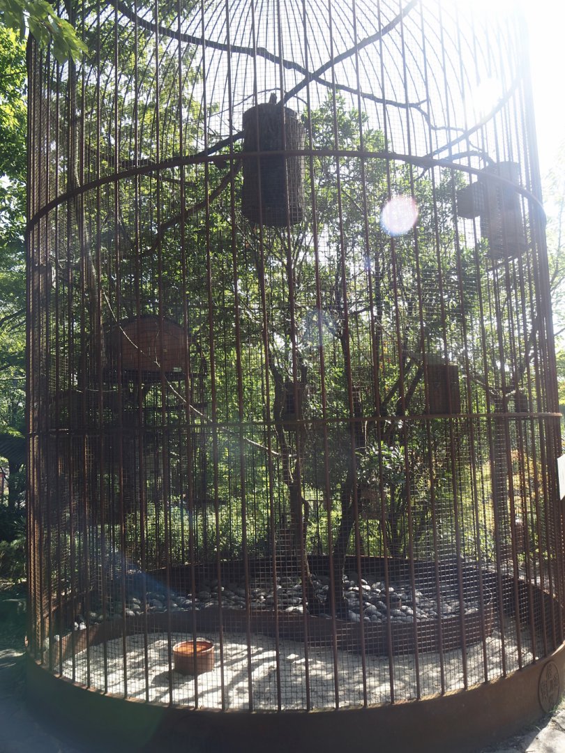 Red-billed Leiothrix aviary, 2024-09-17