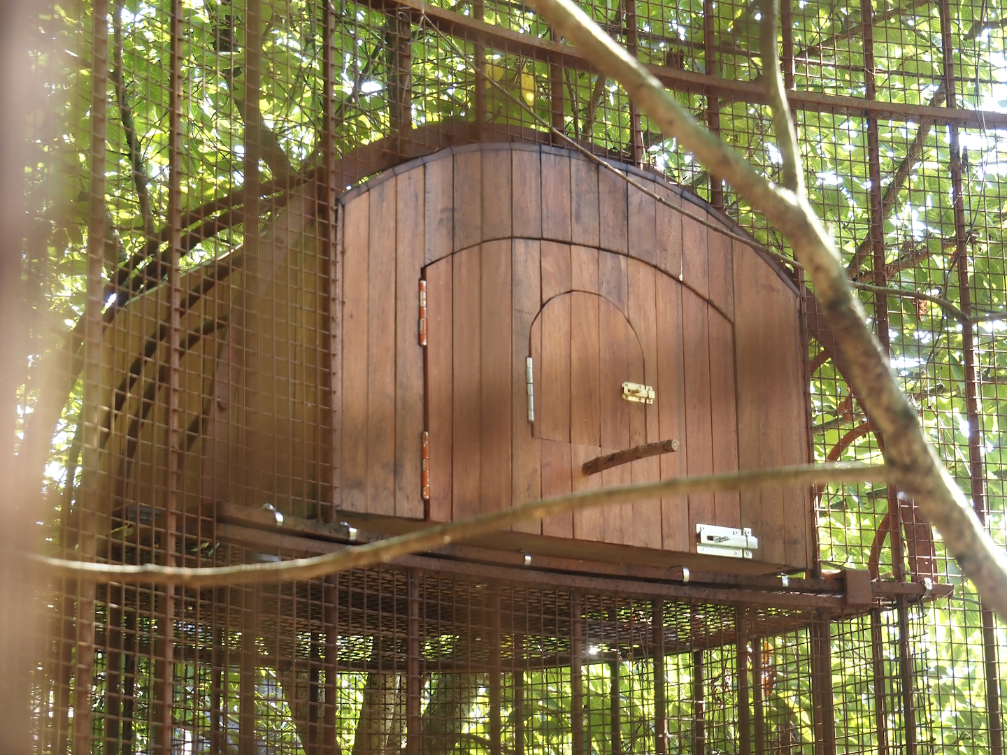 Red-billed Leiothrix aviary - Small box as only shelter, 2024-09-17