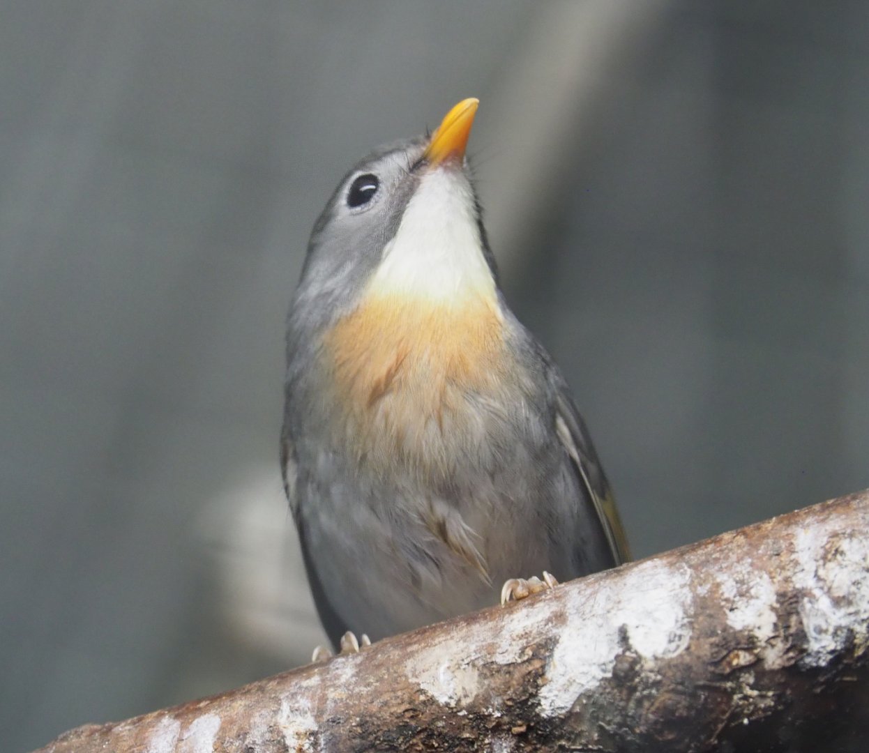 Red-billed Leiothrix, (Leiothrix lutea), 2021-06-15