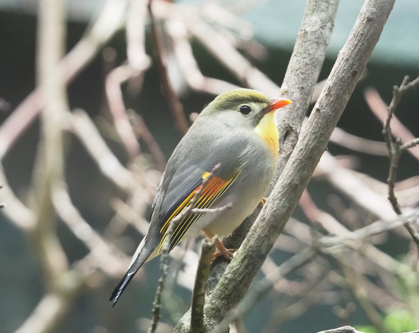 Red-billed leiothrix (Leiothrix lutea), 2023-04-08