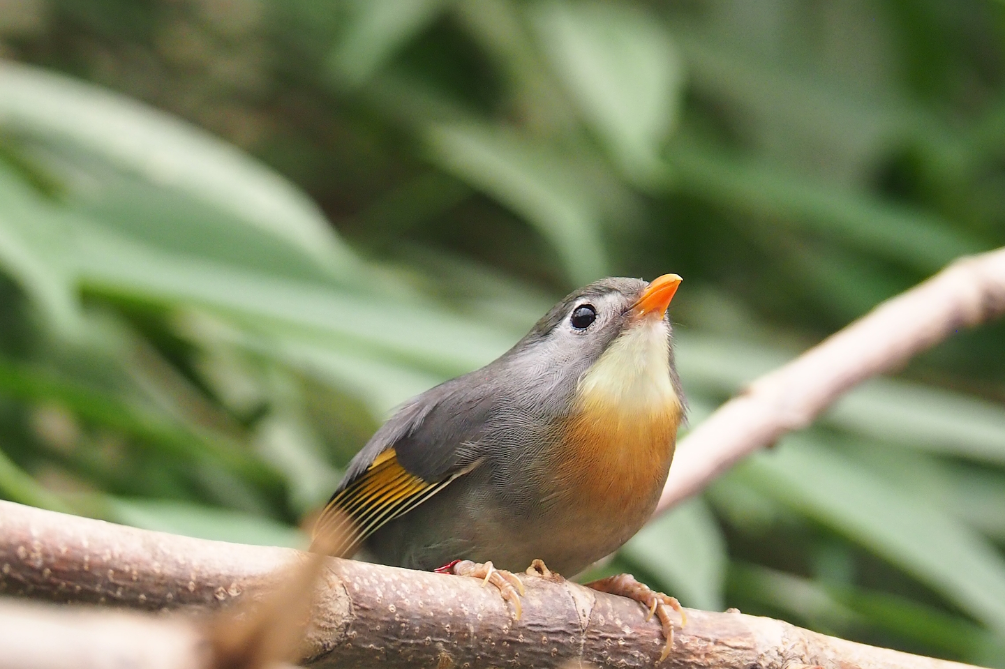 Red-billed Leiothrix (Leiothrix lutea), 2023-07-02
