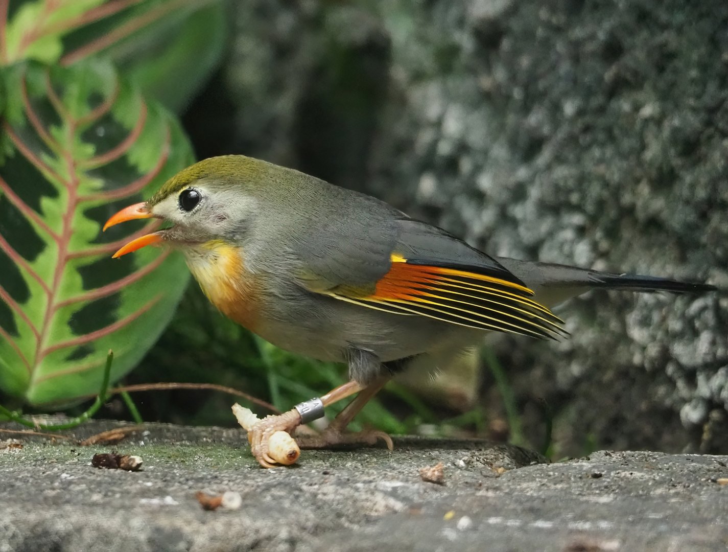 Red-billed leiothrix (Leiothrix lutea), 2023-07-22
