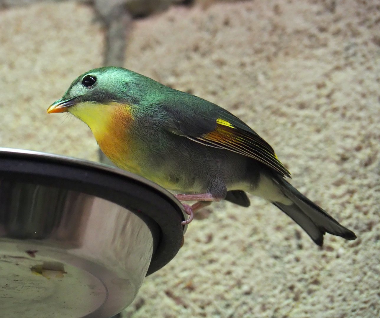 Red-billed Leiothrix (Leiothrix lutea), 2024-02-17