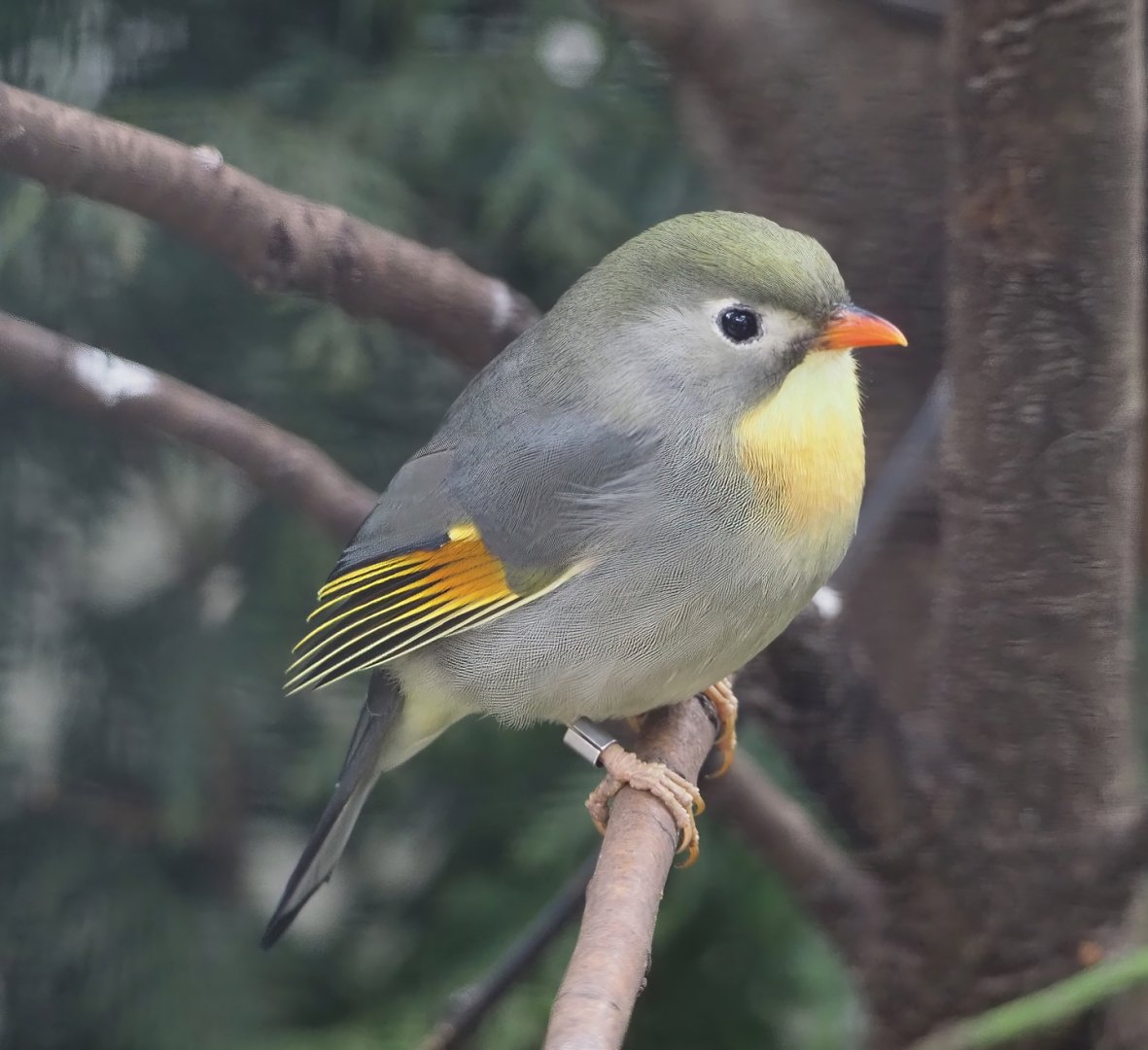 Red-billed Leiothrix (Leiothrix lutea), 2024-03-09