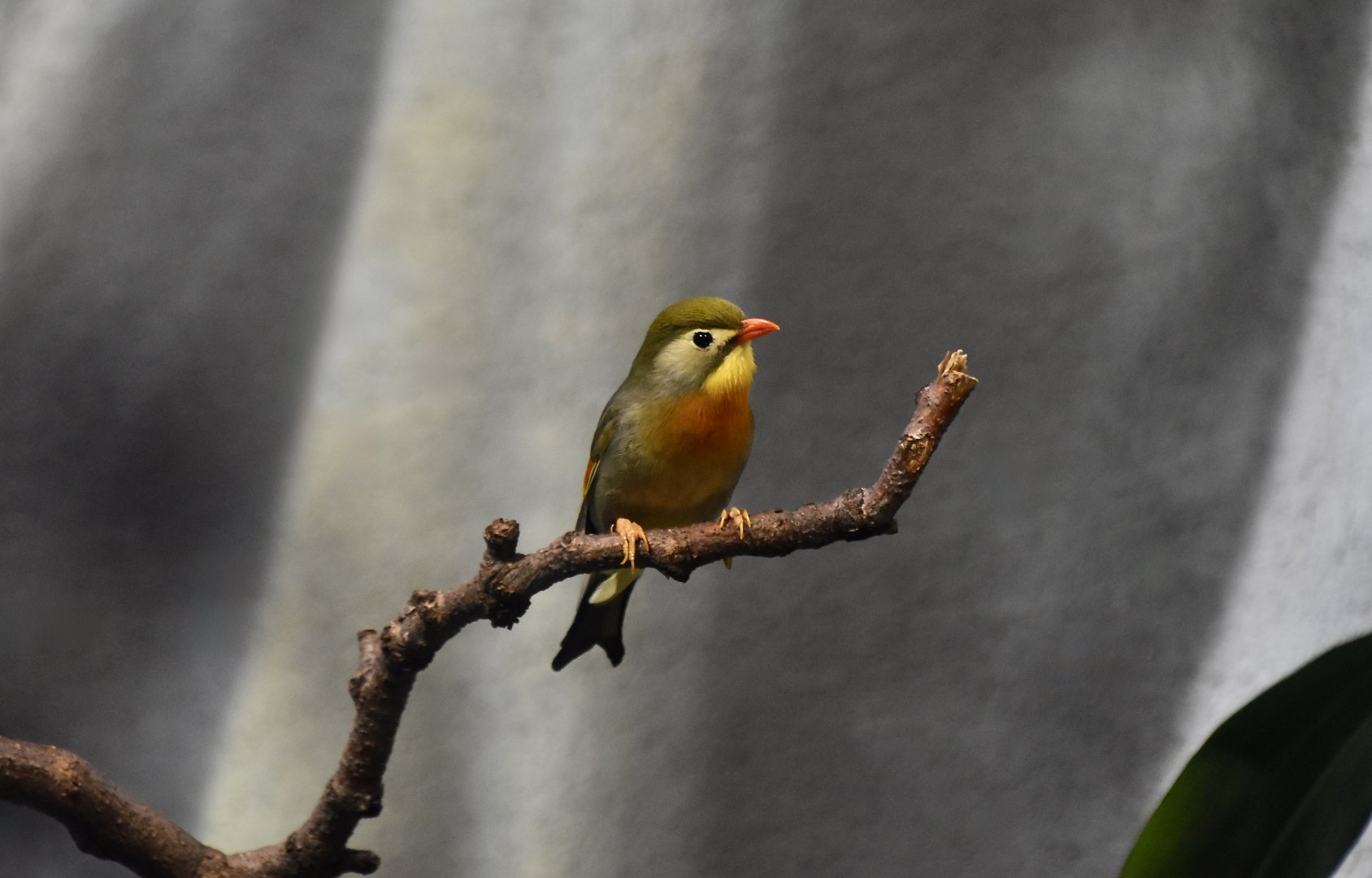 Red-Billed Leiothrix (Leiothrix lutea) male