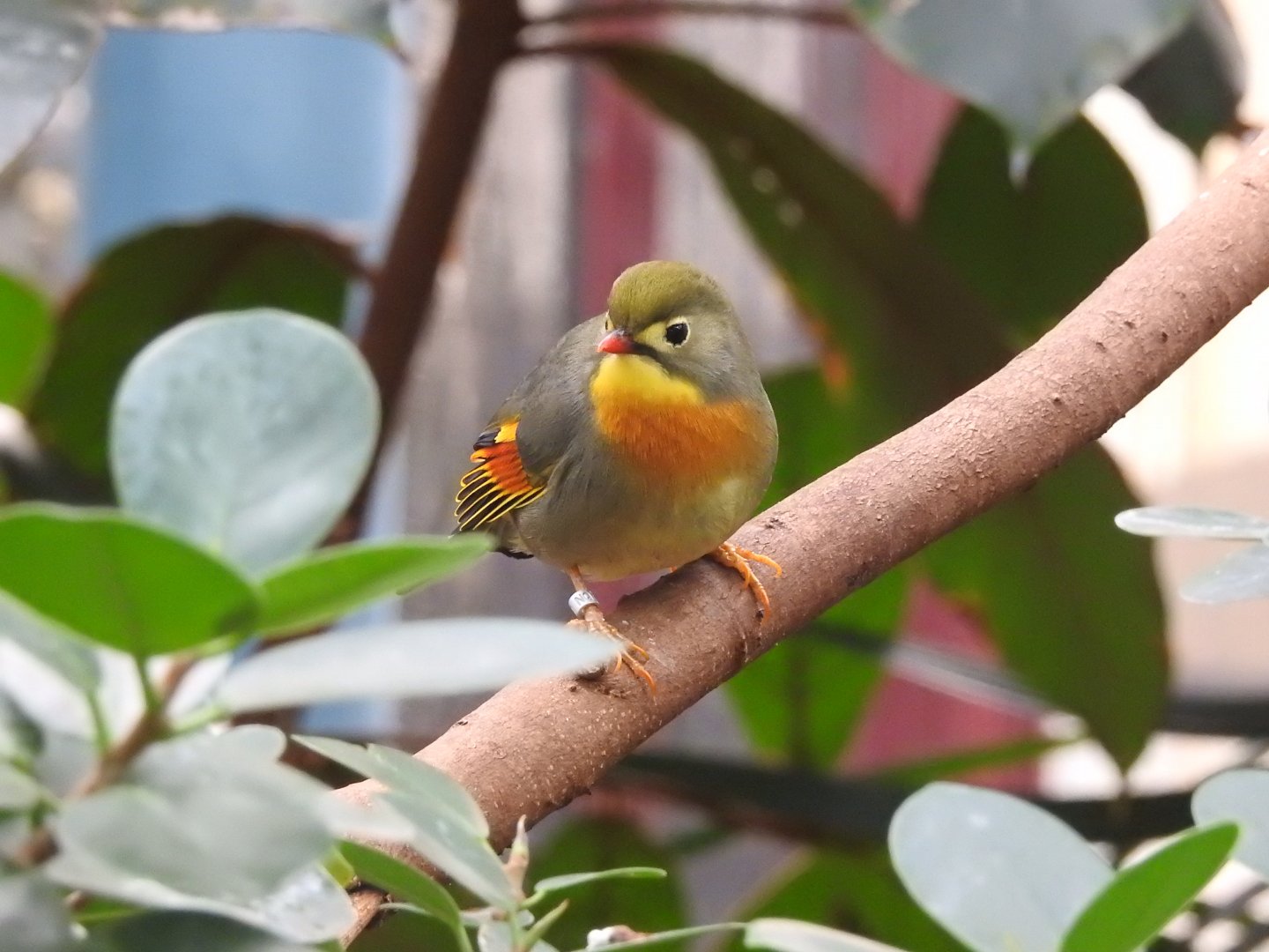 Red-Billed Leiothrix (Leiothrix lutea)
