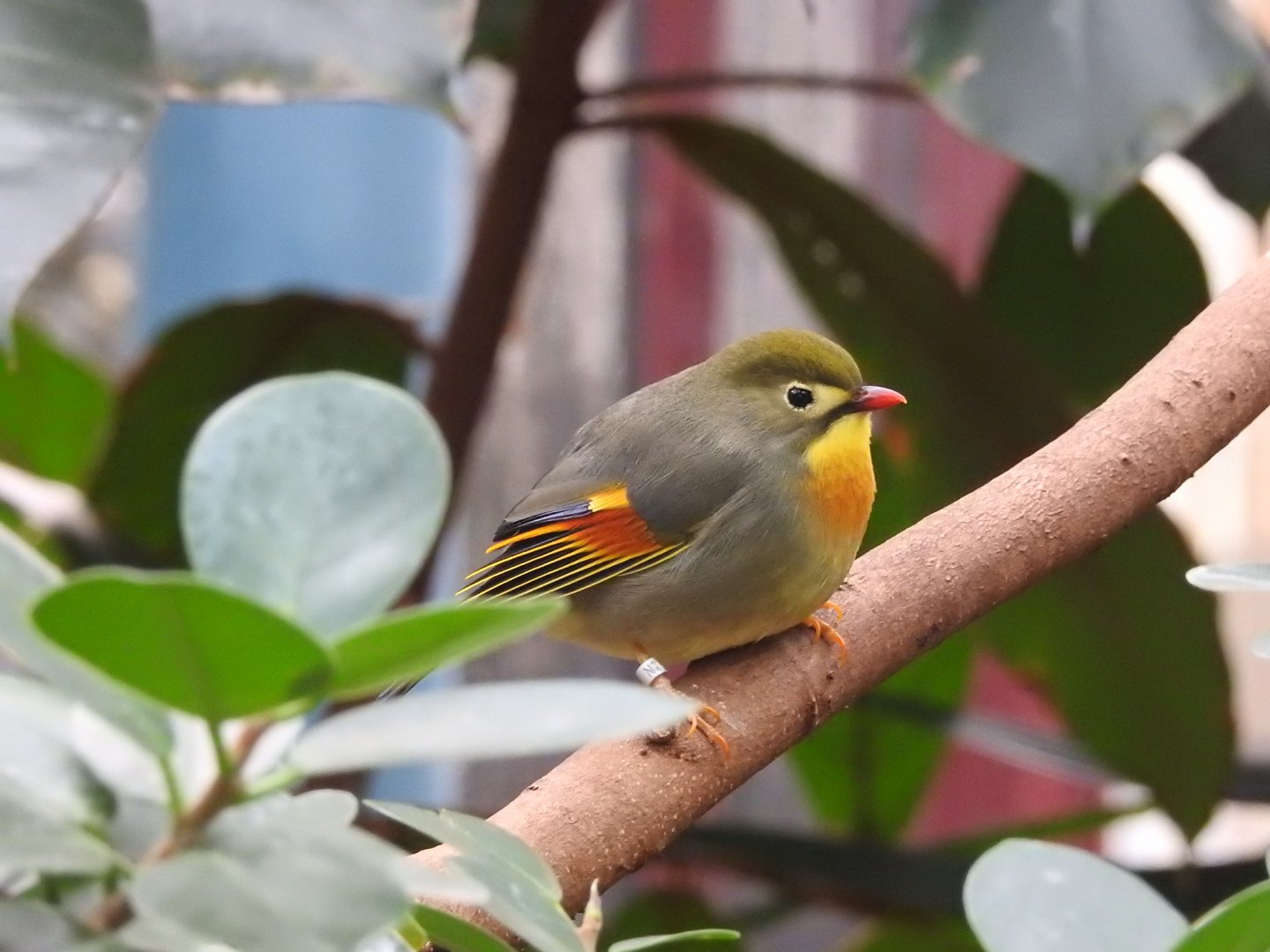 Red-Billed Leiothrix (Leiothrix lutea)