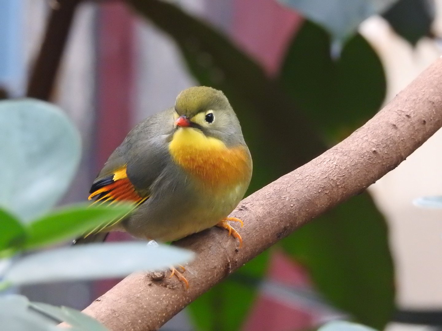 Red-Billed Leiothrix (Leiothrix lutea)
