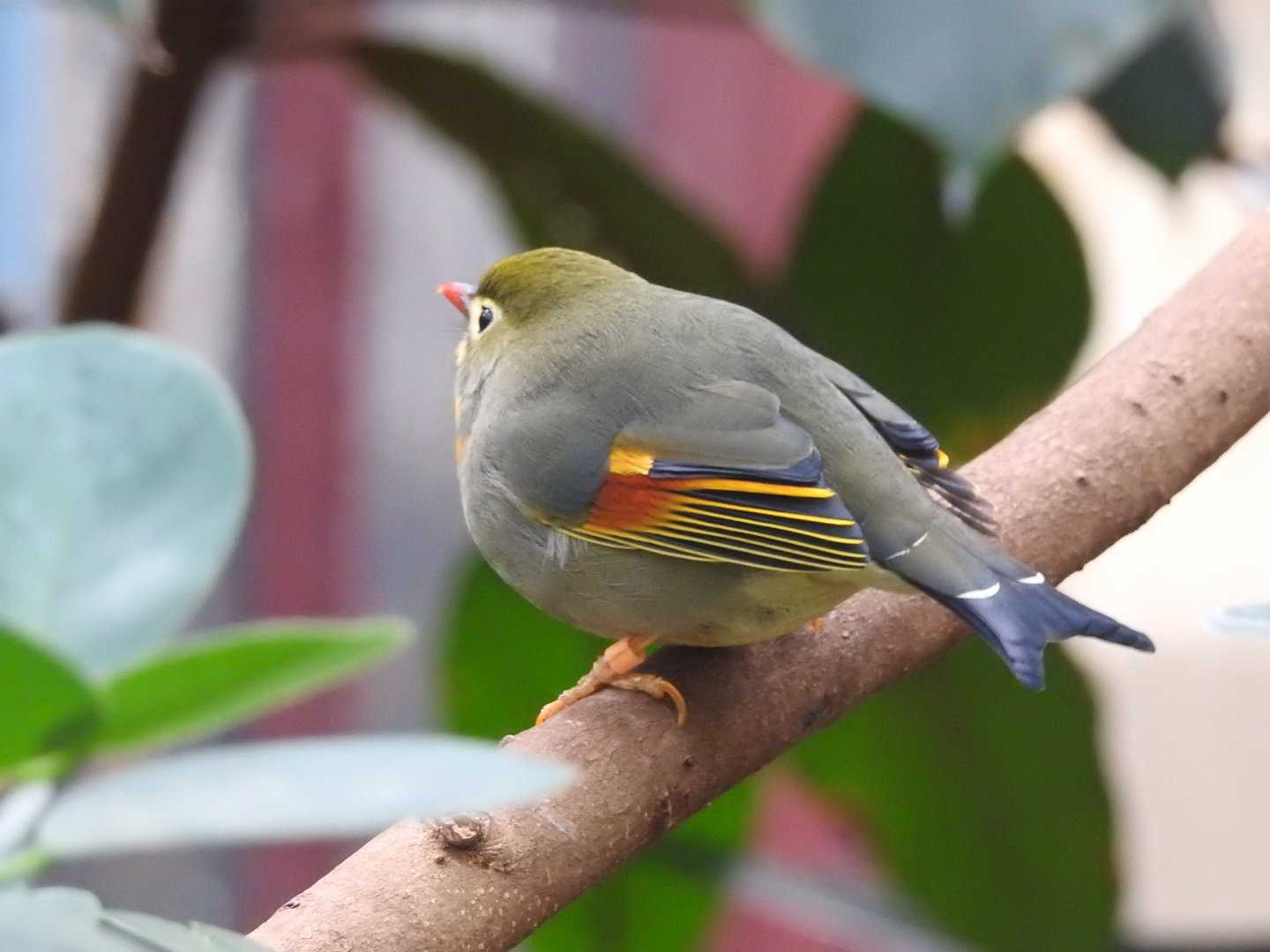 Red-Billed Leiothrix (Leiothrix lutea)