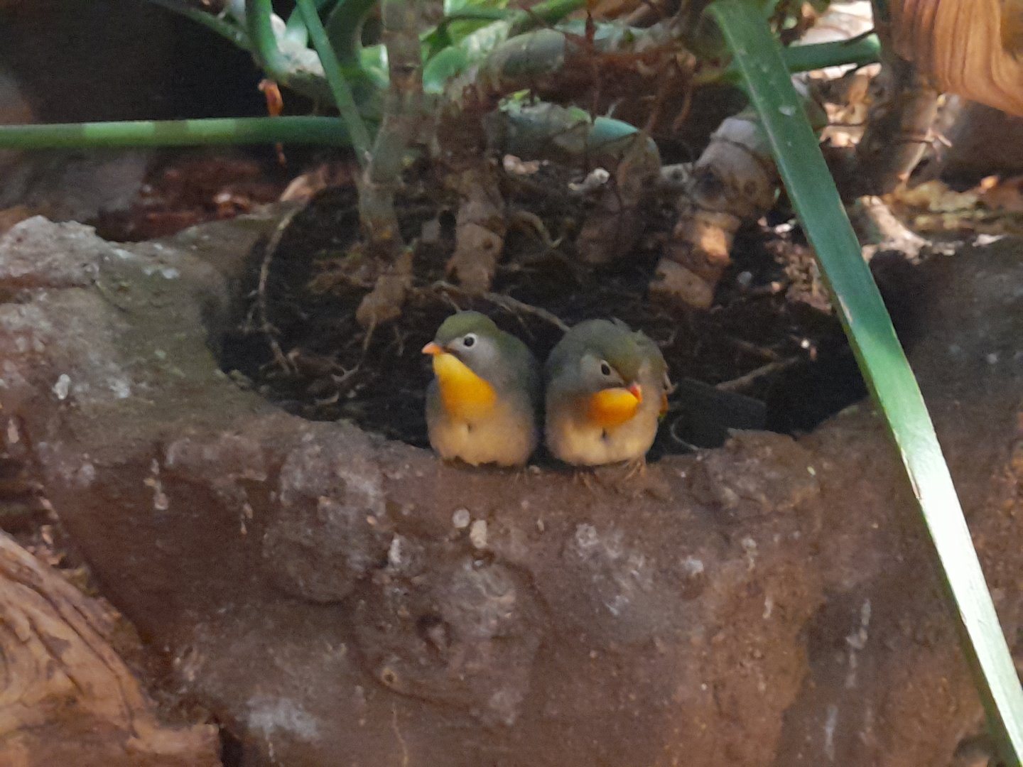 Red- billed leiothrix (Leiothrix lutea)