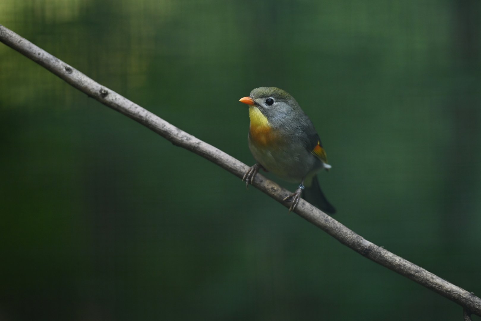 Red-billed Leiothrix Leiothrix lutea