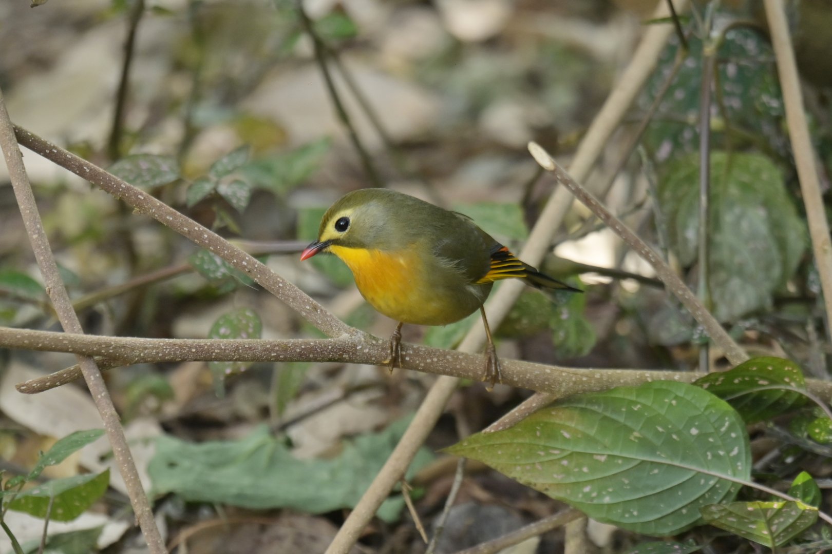 Red-billed Leiothrix Leiothrix lutea