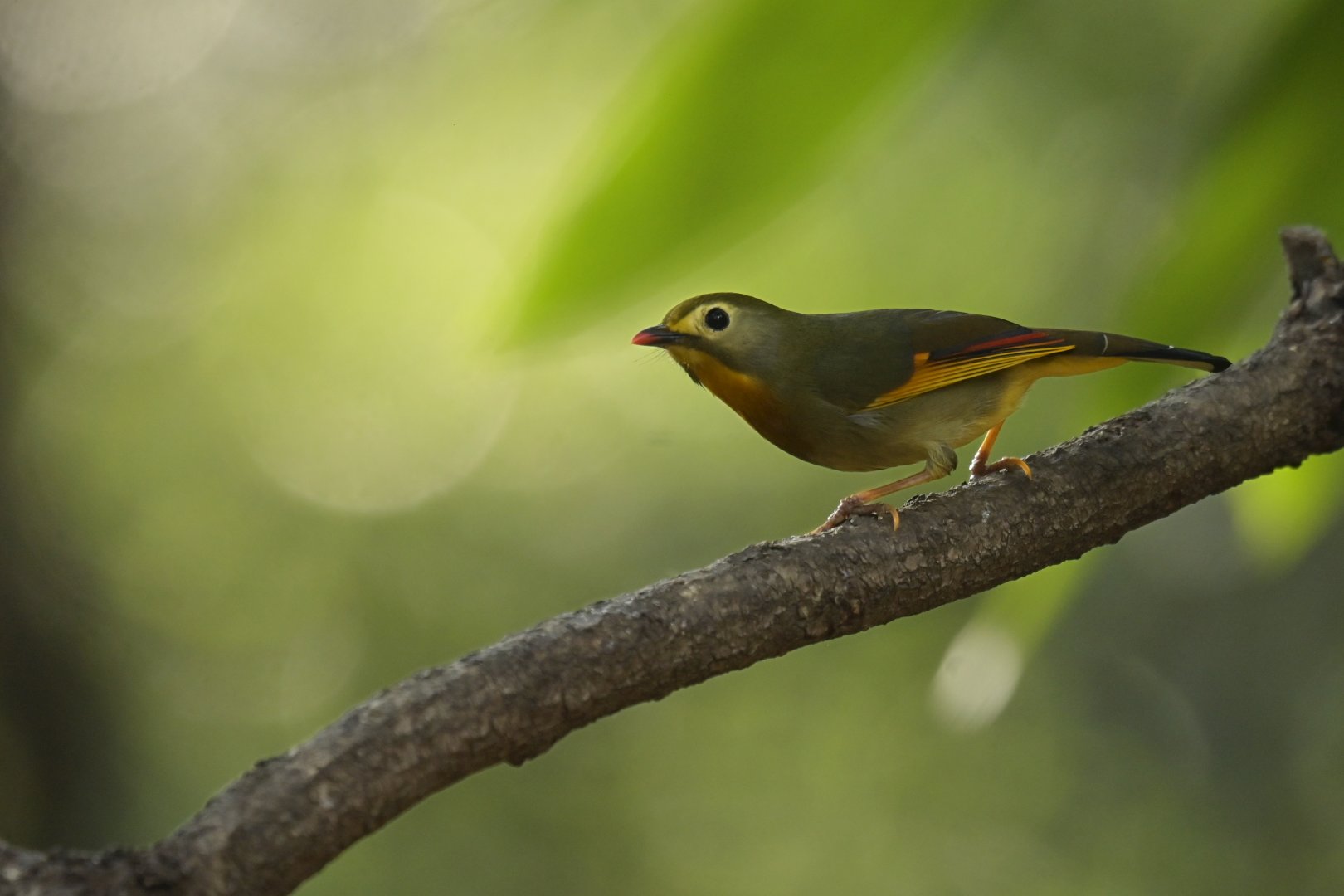 Red-billed Leiothrix Leiothrix lutea