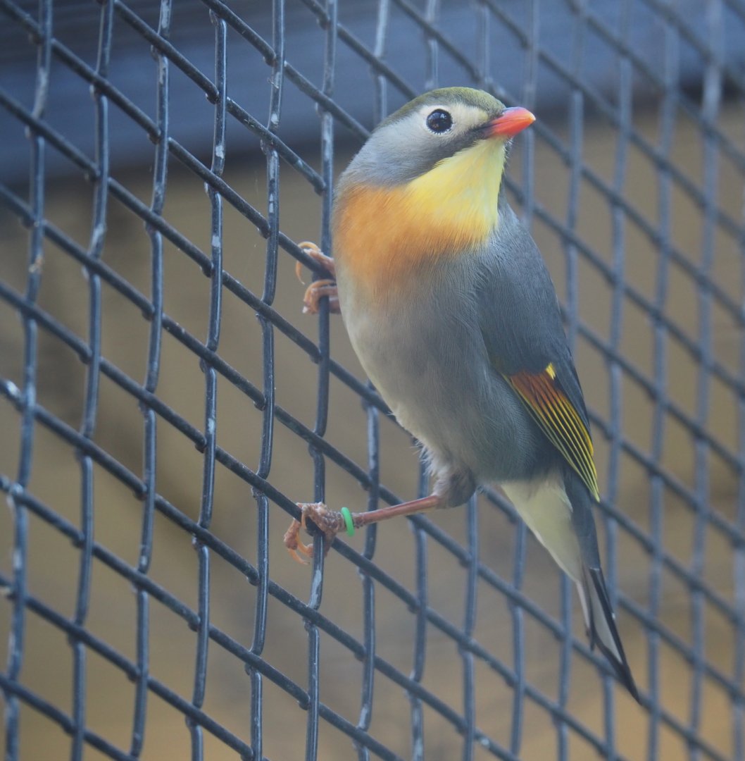 Red-billed leiothrix or Peking robin (Leiothrix lutea), 2019-04-20