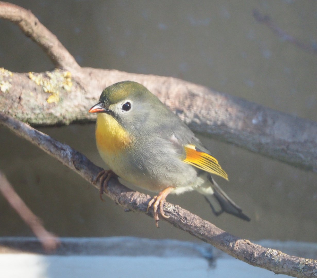 Red-billed leiothrix or Peking robin, (Leiothrix lutea), 2019-12-30