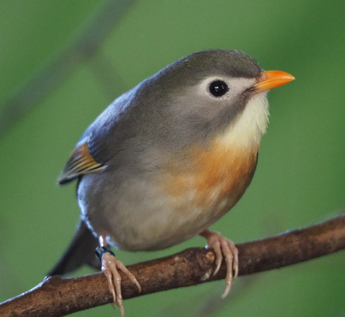Red-billed leiothrix or Peking robin (Leiothrix lutea), 2020-06-20
