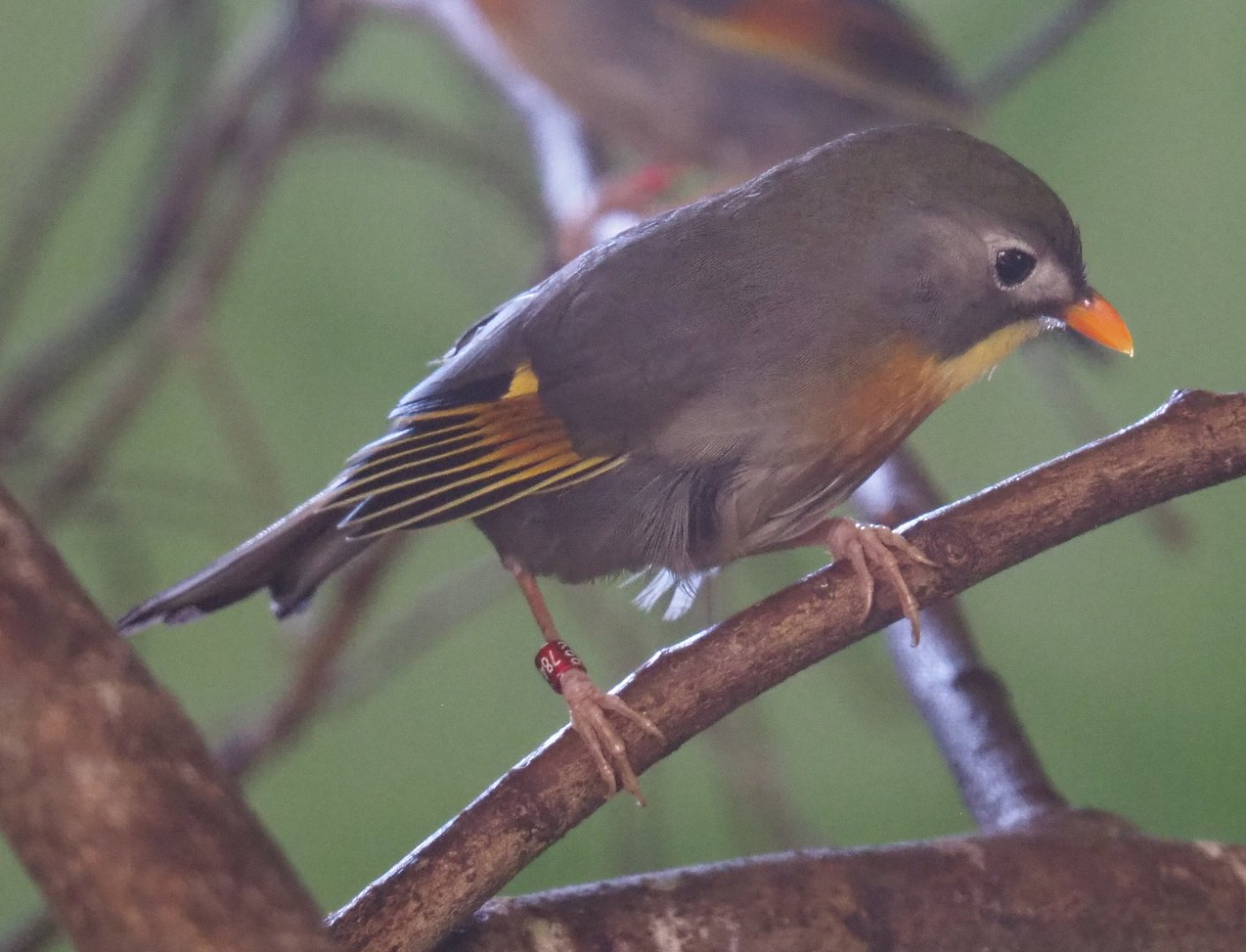 Red-billed leiothrix or Peking robin (Leiothrix lutea), 2020-06-20