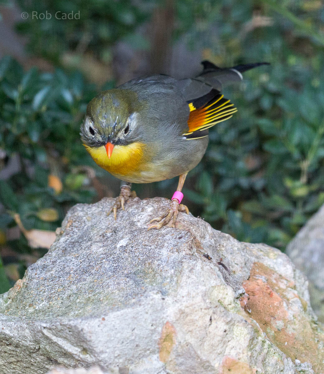 Red-billed leiothrix : Waddesdon : 09 Oct 2015