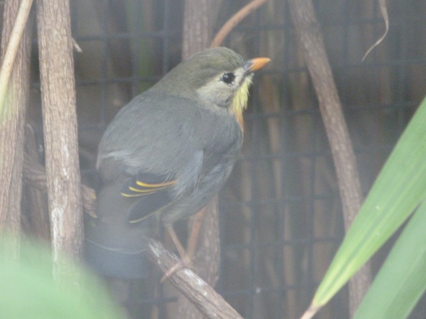 Red-billed leiothrix -Zoologischer Garten Berlin (2024)