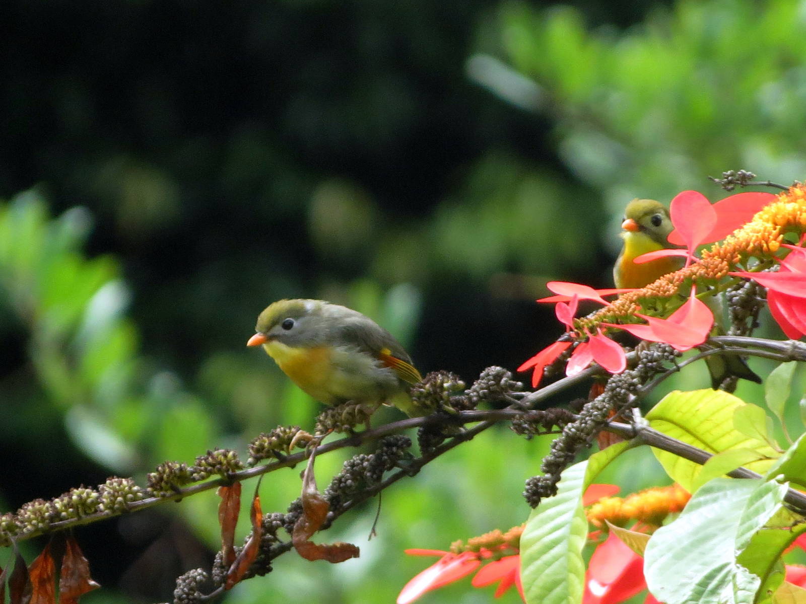 Red-billed Leiothrix