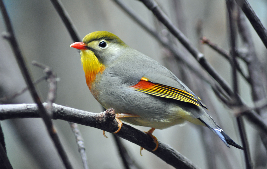 Red-billed Leiothrix