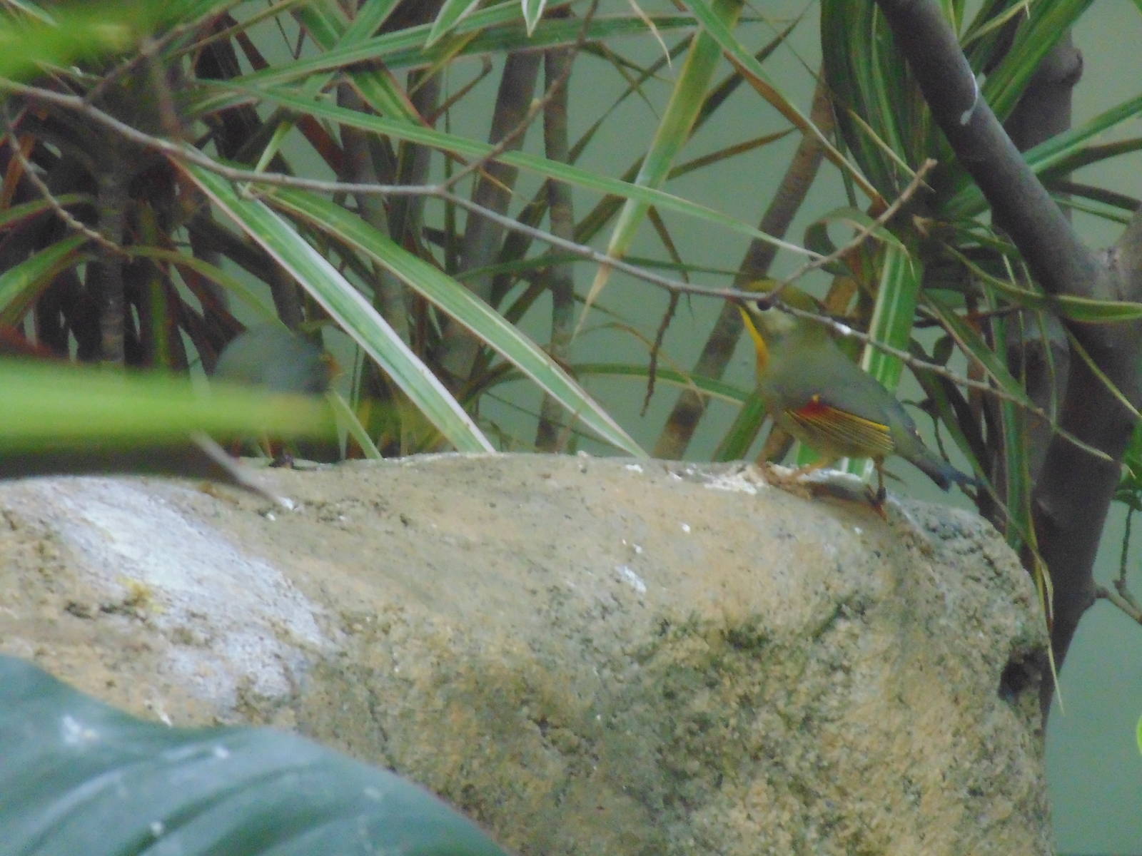 Red-billed Leiothrix