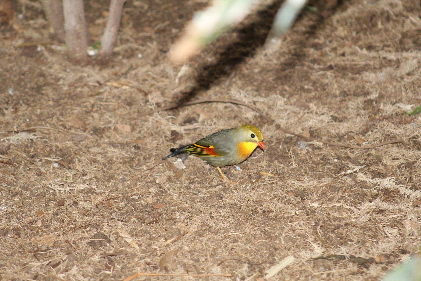 Red-Billed Leiothrix