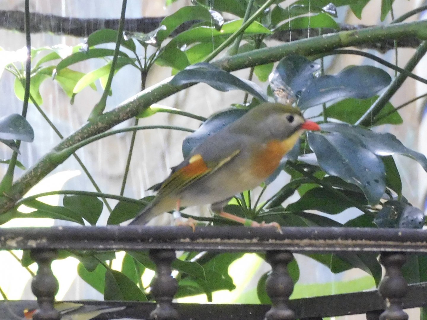 Red billed leiothrix