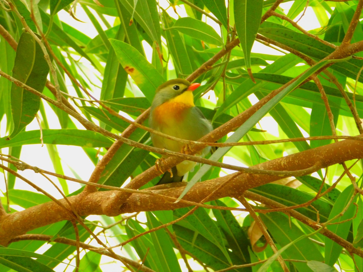 Red-billed leiothrix