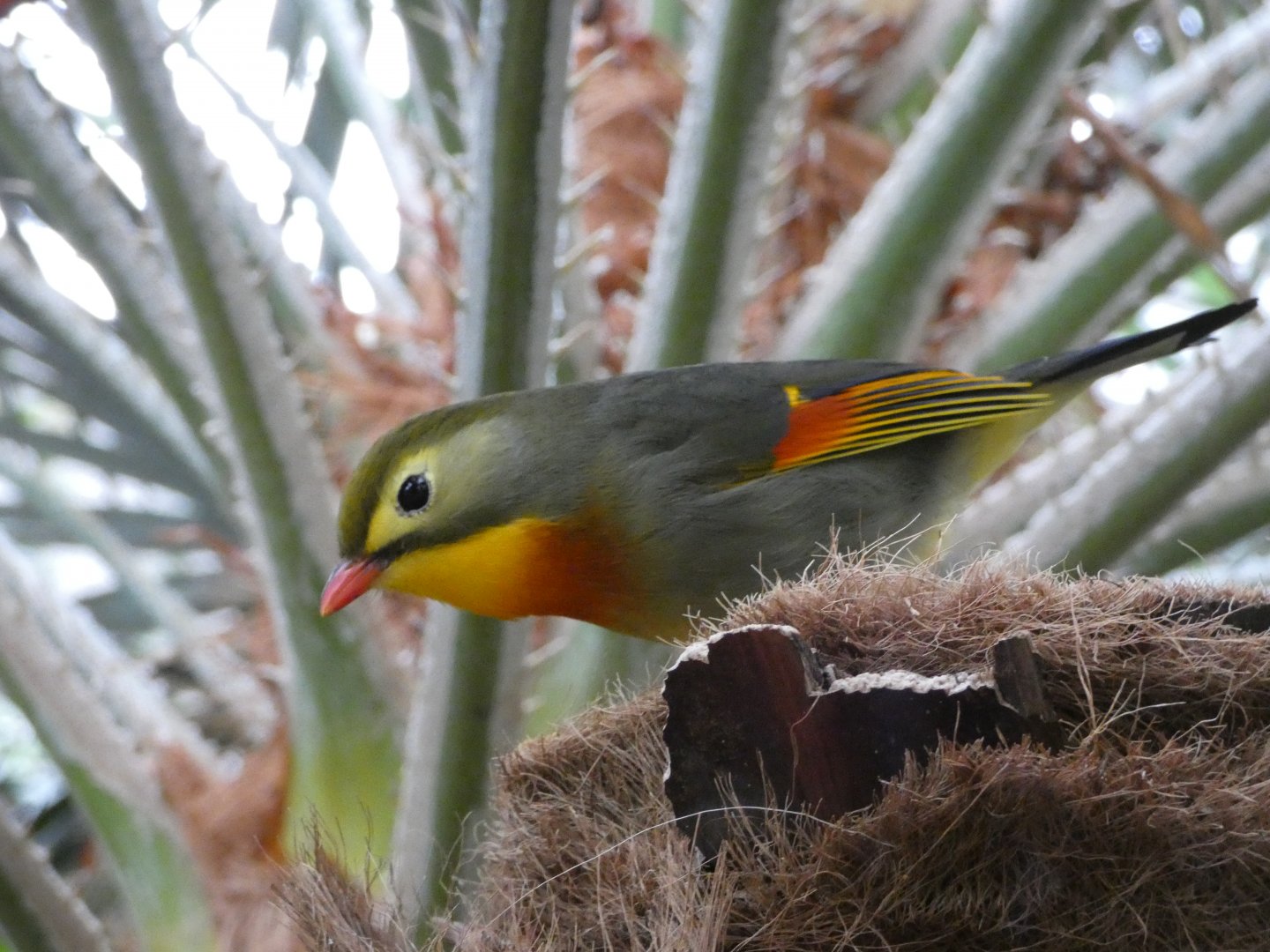 Red-billed leiothrix
