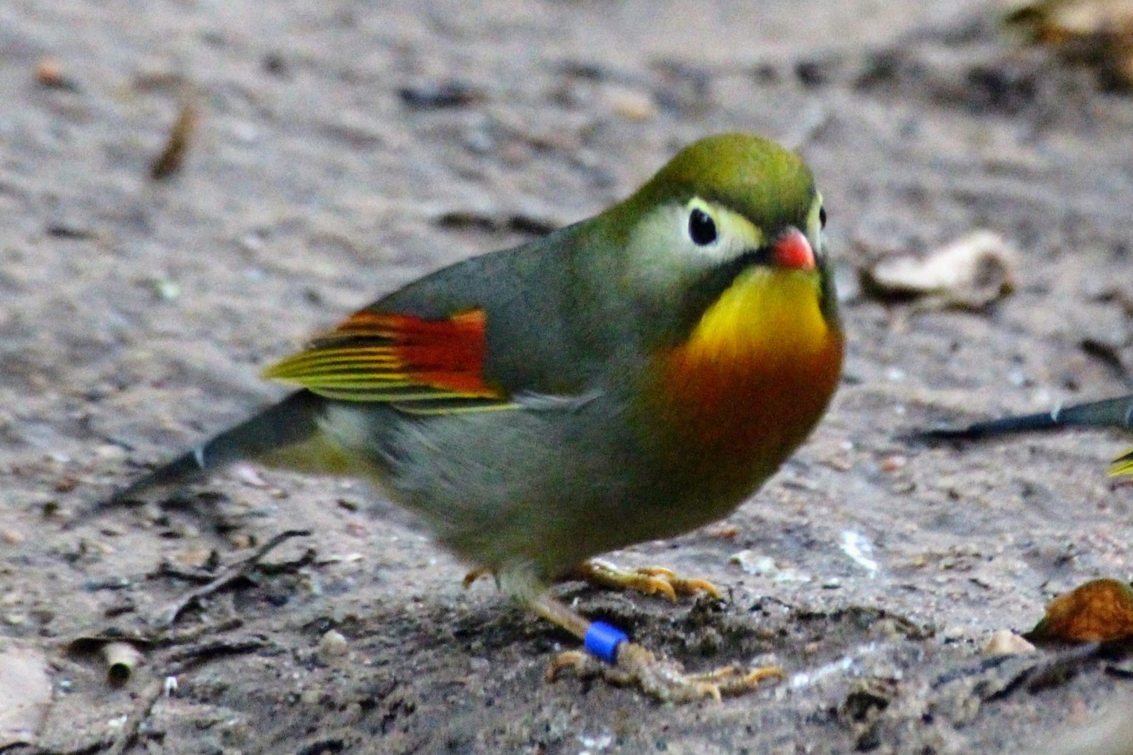 Red-billed Leiothrix