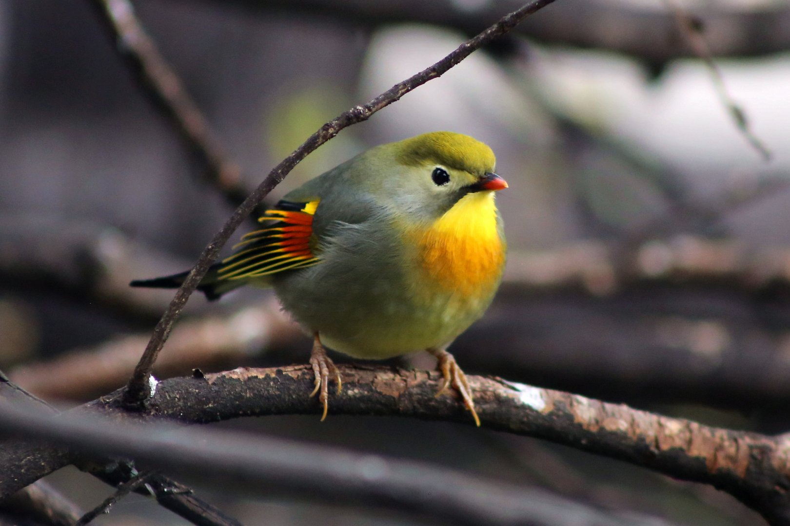 Red-billed Leiothrix