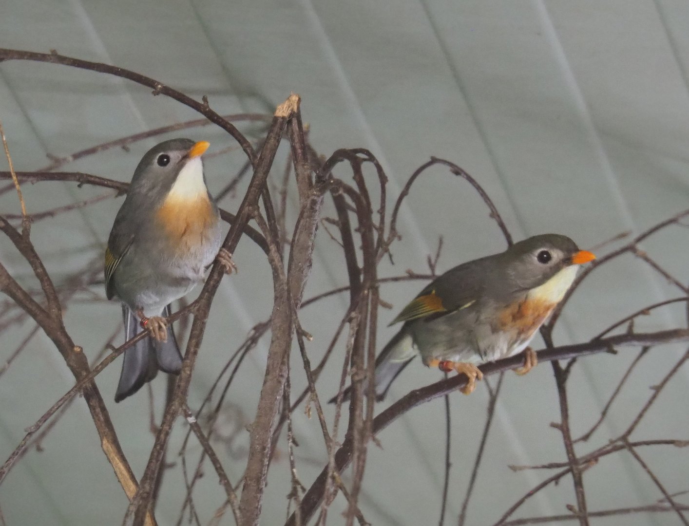 Red-billed Leiothrixes, (Leiothrix lutea), 2021-06-15