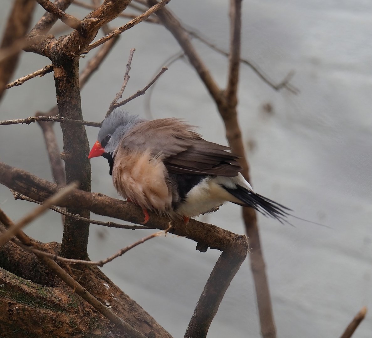 Red-billed long-tailed finch (Poephila acuticauda hecki), 2023-07-02