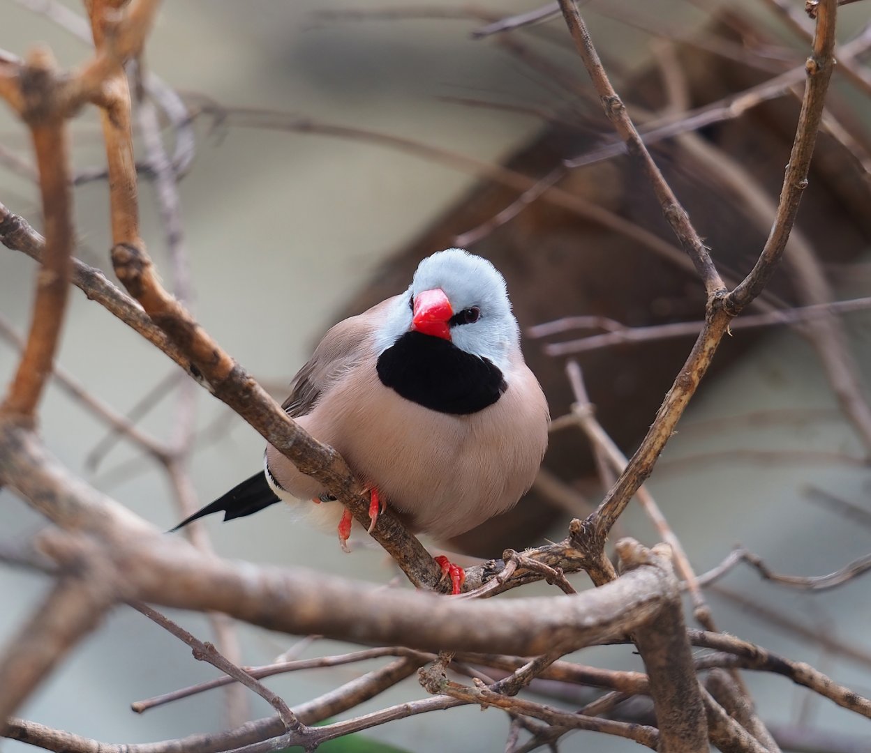 Red-billed long-tailed Finch (Poephila acuticauda hecki), 2023-07-22
