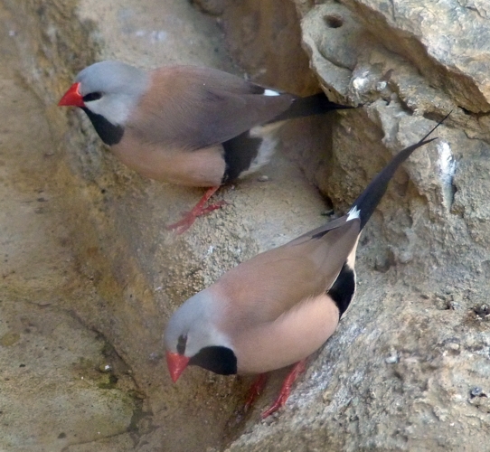 Red-billed long-tailed finches (Poephila acuticauda hecki)