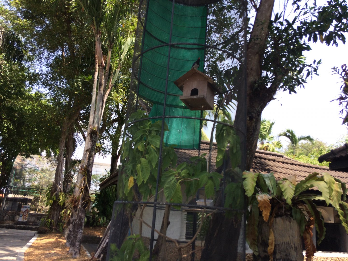 Red Billed Magpie Enclosure