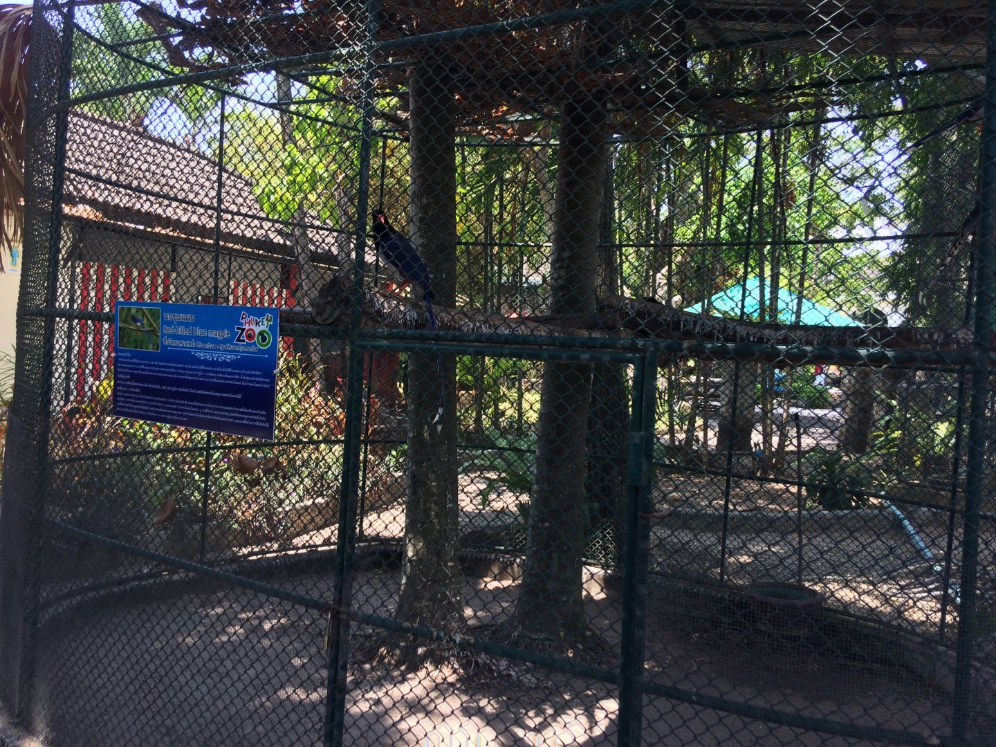 Red Billed Magpie Enclosure