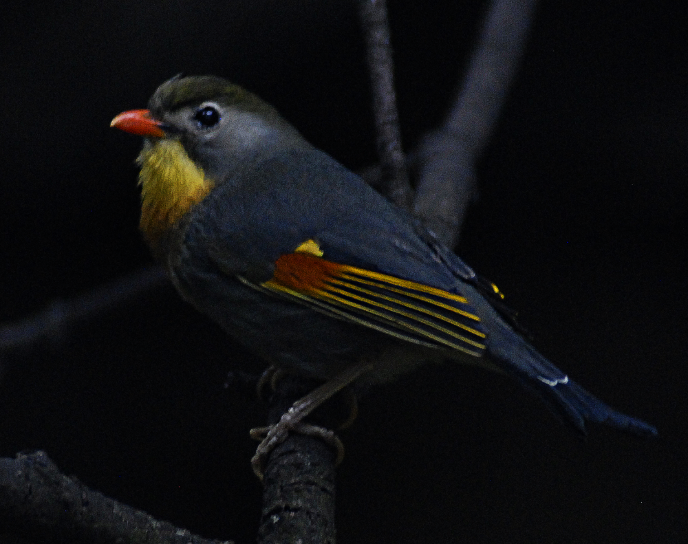 Red-Billed Mesia - Berlin Tierpark 2022