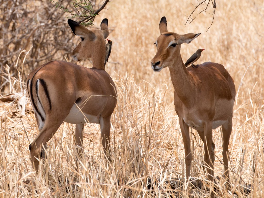 Red-billed Oxpecker and Impala