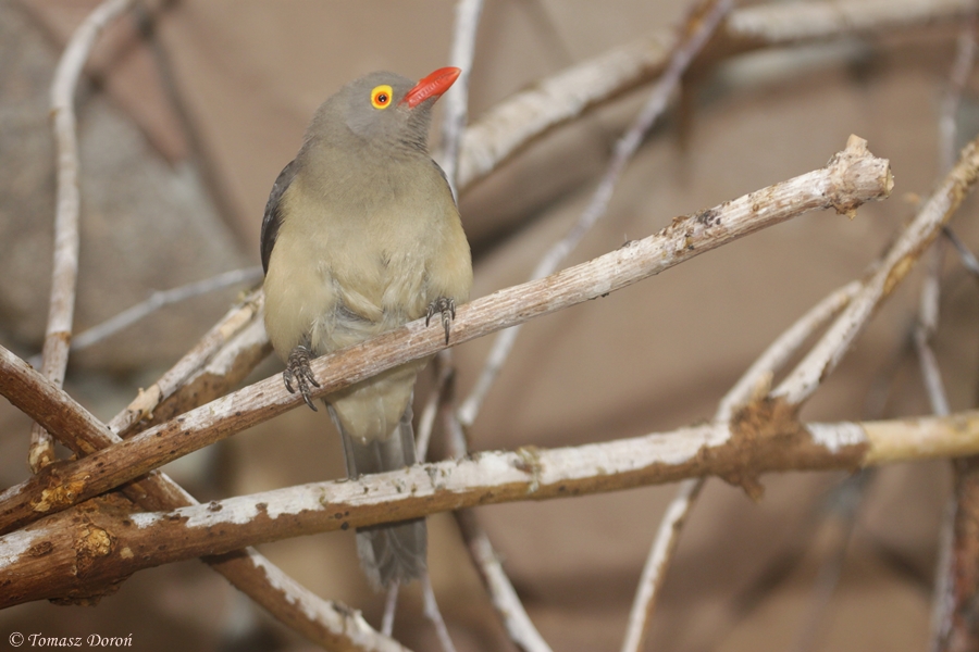 Red-billed Oxpecker (Buphagus erythrorhynchus)