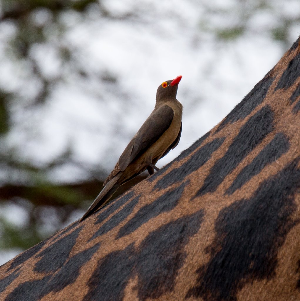 Red-billed Oxpecker on Giraffe
