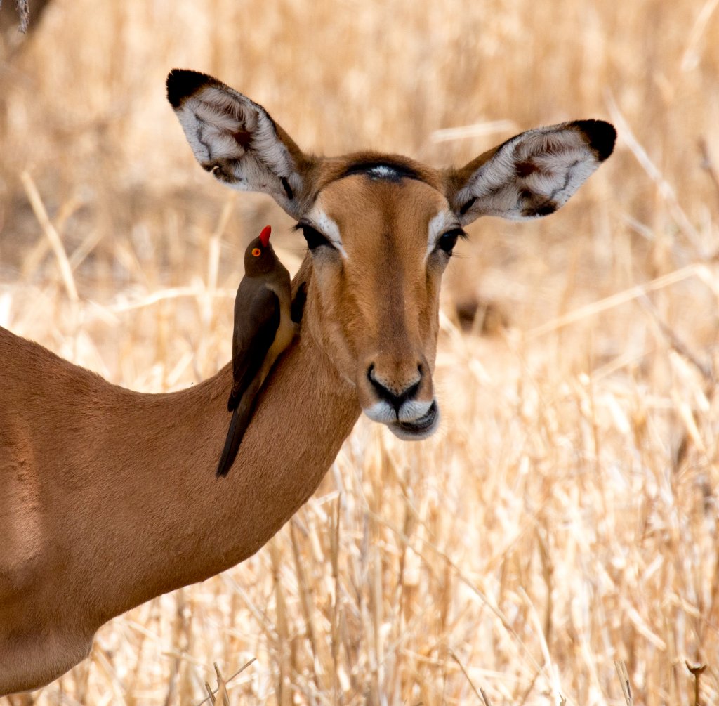 Red-billed Oxpecker on Impala