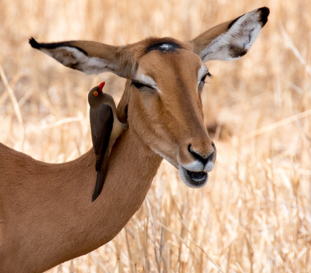 Red-billed Oxpecker on Impala